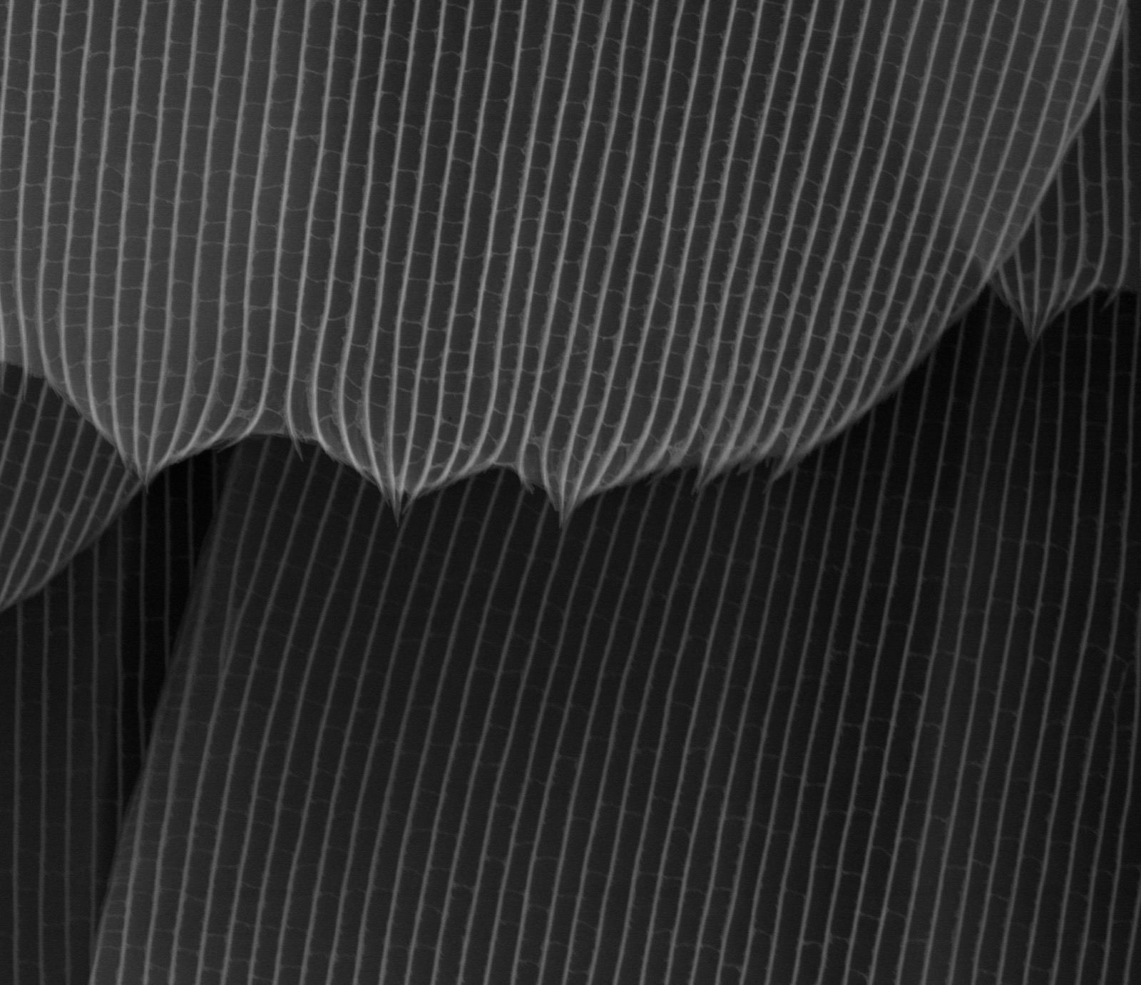 Closer SEM view of two Morpho-butterfly wing scales, showing the parallel lamellar ridges that produce structural color through light interference rather than pigment.
