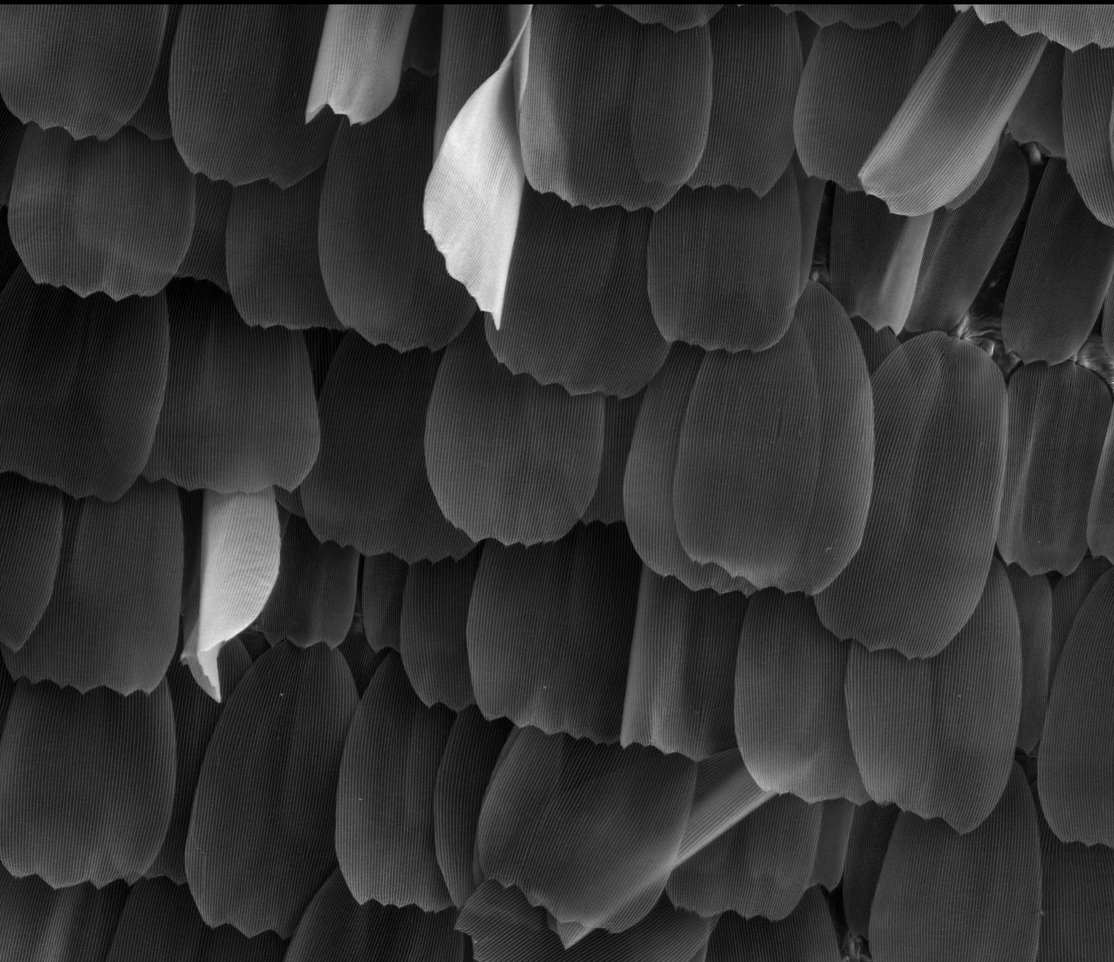 Scanning electron micrograph of overlapping Morpho-butterfly wing scales: rounded, ridged plates layered like roof tiles, rendered in deep grayscale, with one scale at upper-center catching highlight.